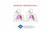 APARATO RESPIRATORIO - uom.uib.catuom.uib.cat/digitalAssets/408/408317_RespiraciAn-UOM.pdf · Funciones del aparato respiratorio √ Suministrar oxígeno a los tejidos y la eliminación