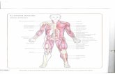 12paidotribo.com/pdfs/903/903.0.pdf · El sistema esquelético Está formado por Ios huesos, los liga- mentos (que unen los huesos) y las arti- culaciones. En ocasiones, las articula-