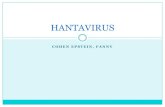 HANTAVIRUS - siccordoba.comsiccordoba.com/cursotrienal/admin/archivos/HANTAVIRUS.pdf · sindrome cardiopulmonar por hanta es una enfermedad emergente en el ... que desaparece a la