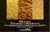 PDF (Maíz Trigo y Arroz) - eprints.uanl.mxeprints.uanl.mx/3649/1/maiztrigoarroz.pdf · 9 Maíz, trigo y arroz Los cereales que alimentan al mundo C on el propósito de presentar