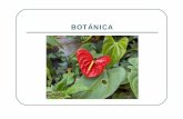 TAXONOMÍA - botanicaensebotanicaense.wikispaces.com/file/view/taxonomia.pdf · Definición de la Botánica zBotánica, Biología Vegetal o Fitología: es la parte de la Biología