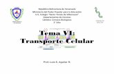 Tema VI: Transporte Celularbiologiastv.weebly.com/uploads/4/0/1/0/40103559/tema_vi_transporte... · Tipos de Transporte Activo. La Exocitosis es la fusión de vesículas producidas