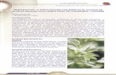 RESPUESTA DE LA FERTILIZACIÓN CON BORO EN EL · PDF filerespuesta de la fertilizaciÓn con boro en el cultivo de alfalfa medicago sativa santa rosa de cusubamba- cayambe */\)elsón