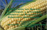 Maiz nuevas tecnologias OGM etanol Senado - AFES- · PDF file– Alza en el precio del maíz por demanda de bioetanol en EUA ... frijol a partir de cruzamientos previos. La eficiencia
