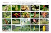 WEB VERSION Bromelias Heliconias - Field Guidesfieldguides.fieldmuseum.org/sites/default/files/rapid-color-guides... · Santa María de Chivor, Boyacá, COLOMBIA Bosque húmedo tropical,
