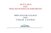 Microalgas de vida livre - · PDF fileATLAS DE MICROORGANISMOS MICROALGAS DE VIDA LIVRE. CIANOFÍCEAS Conocidas vulgarmente como algas verde azuladas. Al igual que las bacterias, son