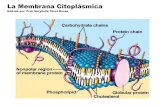 La Membrana Citoplásmica - biologiapr · PDF fileTransporte Pasivo Permeabilidad Selectiva: las proteinas integrales de la membrana permiten a la celula seleccionar que sustancia