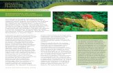 BIOENERGÍA DE LOS BOSQUES CANADIENSES · PDF filecomo la salud de los bosques, la vida silvestre, el hábitat y la biodiversidad. Desde un punto de vista económico, la gestión sostenible