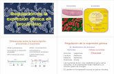 expresión génica en procariotas - Biología · PDF fileMutaciones en el promotor (Plac): Afecta la expresión de las 3 3. Mutaciones en el represor ... mecanismo de control CAP-AMPc