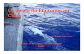 Tiburones de Cuba - edf.org Fisheries... · Generos Especies Nombres comunes Squalus S.cubensis Galludo cubano S.asper* Galludo espinoso Etmopterus E. hillianus Tib. enano Centrophorus