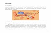 Otología - Fundación · PDF file1 Otología Anatomía El aparato auditivo se compone de dos porciones una periférica y otra central. La porción periférica esta formada por el