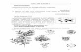 SUBCLASE ROSIDAE III Orden Euphorbiales Clave para ... · PDF fileClave para diferenciar las familias del Orden Celastrales 1. ... árbol de la leche”, delta del Paraná; ... Parthenocissus