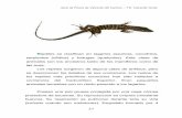 Guía de Fauna de Valverde del Camino T.E. Valverde Verdevalverdedelcamino.es/repositorio/valverdeverde/fauna/reptiles.pdf · Lagartija cenicienta (Psammodromus hispanicus) Orden: