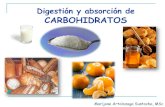 Digestión y absorción de CARBOHIDRATOS - bioquiucimed · PDF fileDigestión de carbohidratos en la boca Glándulas salivales: elaboración y secreción de fluidos y enzimas digestivas: