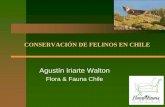 CONSERVACIÓN DE FELINOS EN CHILE - corma.cl · PDF file14 pumas con radio collares. ... satelital con una batería capaz de entregar hasta 17.000 ubicaciones