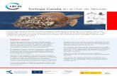 Tortuga Careta en el mar de Alborán - cmsdata.iucn.orgcmsdata.iucn.org/downloads/tortuga_careta.pdf · La mayor densidad de tortuga boba se encontraría en la parte más occi-dental