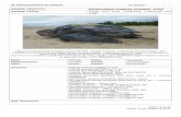 NOMBRE CIENTÍFICO: Dermochelys coriacea (Vandelli, · PDF filePágina 2 de 13 jueves, 01 de octubre de 2015 ANTECEDENTES GENERALES Aspectos Morfológicos Es la tortuga marina de mayor