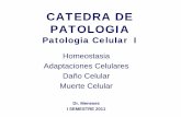 CATEDRA DE PATOLOGIA - Blog 5 Semestre UCIMED I ... el inicio, la celula llega al “punto de no regreso ” y sufre daño celular irreversible y muerte celular. Daño Celular se clasifica