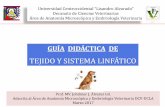 Fuente:   -  · PDF fileFuente: Atlas clor de Histología Veterinaria, segunda edición, William J. Bacha, Jr., Linda M. Bacha.- 2001. Fuente: