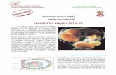 PLACENTA Y ANEXOS FETALES - files.uladech.edu.pefiles.uladech.edu.pe/.../SESION_06/...FETALES.pdf · La parte fetal de la placenta y de las membranas fetales separan al feto del endometrio