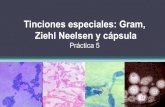 Tinciones especiales: Gram, Ziehl Neelsen y cápsula Práctica 4 · PDF fileLámina 4: Klebsiella pneumoniae. Tinción de gram Las diferencias de la tinción se deben a los distintos