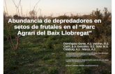 Abundancia de depredadores en setos de frutales en el ... · PDF fileAbundancia de depredadores en setos de frutales en el “Parc Agrari del Baix Llobregat” Domínguez Gento, A.1;