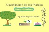 Clasificación de las Plantas - uap.edu.pe · PDF fileCIANOFITAS •Conocidas comúnmente como algas verde-azuladas por su color verde-azulado (a veces rojizo, pardo o negro). Se caracterizan