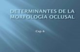 Determinantes de la morfología oclusal - Oclusión I - Inicioortodonciaqueretaro.weebly.com/uploads/4/4/9/1/4491676/... · En la persona sana, la anatomía oclusal de los ... Los