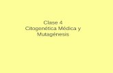 Clase 4 Citogenética Médica y Mutagénesis - · PDF fileCromosoma: unidad de organización, ... linfocitos, líquido amniótico ... (heparina) siembra de las células en medio de