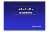 Linfocitos B y anticuerpos - fmed.uba.ar RICO N°5.pdf · PDF fileEl virus y la Ig son endocitados y degradados ... • la afinidad aumenta desde 10-4M ... Linfocitos B que no pueden