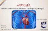 Cuidado y patologías del sistema Cardiovascular.