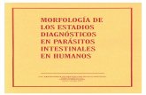 MORFOLOGÍA DE LOS - Medical Care Development … Aunque la morfología de los estadios diagnósticos de los parásitos intestinales que se encuentran en el humano, están descritos
