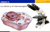 La célula y el microscopio - Inicio · PDF filepor células y los productos de éstas. 2. ... La célula y el microscopio Transporte a través de la membrana ... llenan de sustancias