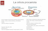 La célula procariota célula procariota Pared bacteriana: Comparación de pared y envolturas microbianas Bacteria Gram-positiva. 1-membrana citoplasmática, 2-peptidoglicano, 3-fosfolípidos,