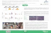 Influencia en la anatomía del xilema y en la producción de ...7cfe.congresoforestal.es/sites/default/files/comunicaciones/575.pdf · Influencia en la anatomía del xilema y en la