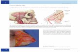 VASCULARIZACIÓNmedia.axon.es/pdf/93828_2.pdf ·  · 2012-12-07arteria facial, las ramas terminales ... círculo intracraneal y también hacia la vena facial. ... la inervación