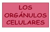 CELULARES - Bioyciencias · • La compartimentación permite la especialización funcional de los orgánulos • La compartimentación es necesaria para que la célula pueda realizar