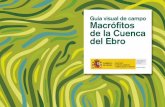 Guía visual de campo Macrófitos de la Cuenca del Ebro · Nostoc Audouinella Vaucheria Chaetophora Hepáticas Apium Azolla filiculoides Scytonema* Batrachospermum Chrysophyceae …