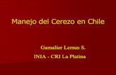 Manejo del Cerezo en Chile - FRUTALES | Una aproximación ... · Requerimientos Climáticos Requerimientos de frío :1100 a 1300 hrs. a 7 º C Tº mín. para fruto recién cuajado