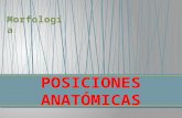 Presentación de PowerPoint… · PPT file · Web view · 2013-11-28Expositora: Marisol Aranxa LopezSanchez. Posición anatómica. Posiciones anatomicas de pacientes encamados,