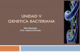 UNIDAD V GENETICA BACTERIANA - …gmapcourses.yolasite.com/resources/Unidad V Genética Bacteriana... · Durante la división bacteriana la replicación permite la duplicación de