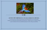 AVES DE MÉXICO: GUACAMAYA ROJA DE MÉXICO: GUACAMAYA ROJA Se encuentra en GRAVE PELIGRO DE EXTINCIÓN en la naturaleza, debido a la extracción desmedida de polluelos y adultos para