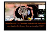 CAMPAÑA PARA LA CONSERVACION DEL LINCE … ·  · 2017-10-23pinchadas en un corcho en el Aula de Educación. Zoo Quintade Santo Inácio , ... qué podríamos hacer nosotros para