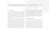 12.1 Identiﬁcación de Hongos Fitopatógenos en cultivos de ...cita.angra.uac.pt/ficheiros/publicacoes/1259078405.pdf · ... tamaño y ornamentación de las esporas, ... al cabo