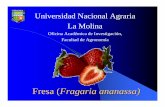 Fresa (Fragaria vesca)3 - lamolina.edu.pe (Fragaria vesca)3.pdf · zElaboración de mermeladas y pasteles. ... • Mas de 1000 variedades a nivel mundial ... – Todos los valles