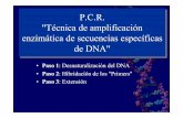 P.C.R. Técnica de amplificación enzimáticade secuencias ... (2)_20… · TipajeTipajepor PCR-SSO de los genes HLA clase IIpor PCR -SSO de los genes ... En la práctica, la temperatura