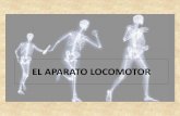 EL APARATO LOCOMOTOR - … · mÚsculos de las extremidades superiores •hombro ... • columna vertebral: 34 o 35 huesos cortos (vÉrtebras)separados por discos intervertebrales.