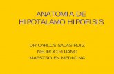 ANATOMIA DE HIPOTALAMO HIPOFISIS · características morfológicas y la nomenclatura de las células donde se originó. ... NEUROANATOMIA DEL ESTRES