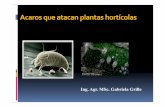 Acarosque atacan plantas hortícolas - Departamento de ... HOR… · la cual se protegen los quelíceros) que ... es que se alimenten en el envés de las hojas ... 150 especies de