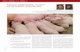 Cultivo embrionario in vitro en la especie porcina (II)axonveterinaria.net/.../cys_34_60-65_Cultivo_embrionario_in_vitro...60 García-Vázquez, F. A.; Matás, C.Bovino k Introducción